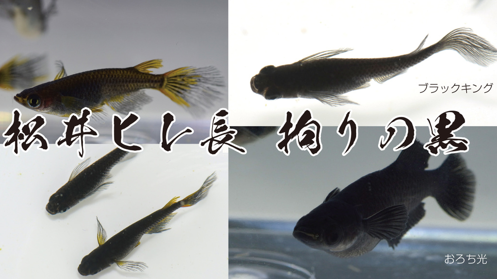 簡単に選別できる網白黒