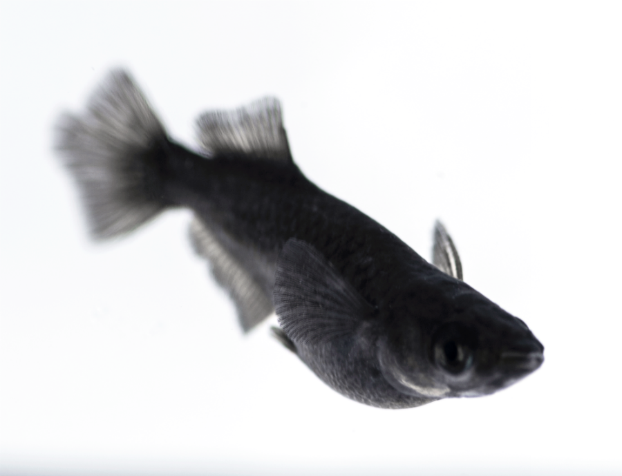 img-full-black-hikari-2_20171031211915289.png