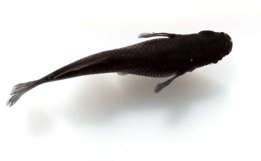 img-full-black-hikari-1.png